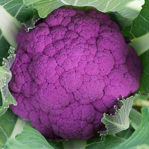 Cauliflower Graffiti F1