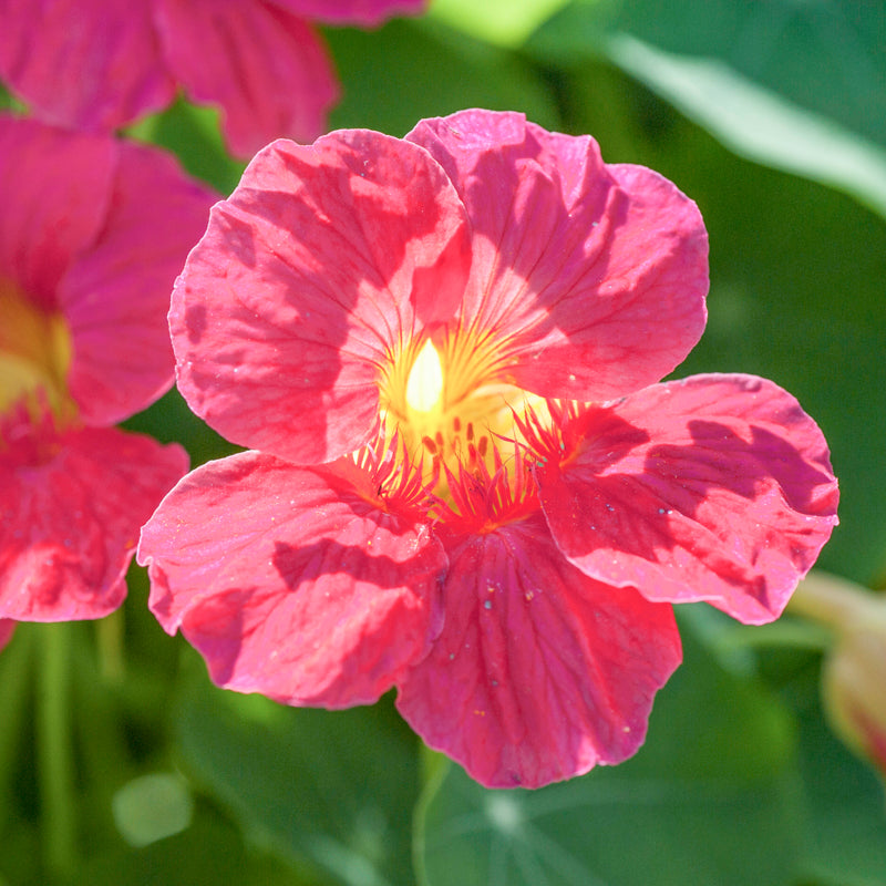 Nasturtium Seeds