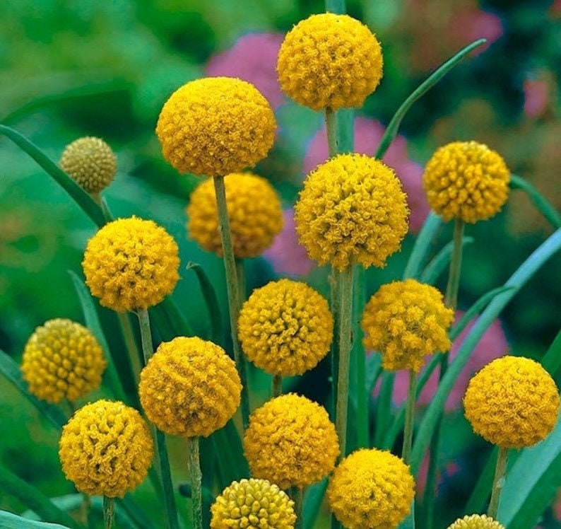 Craspedia flower - 50 Seeds - Non GMO