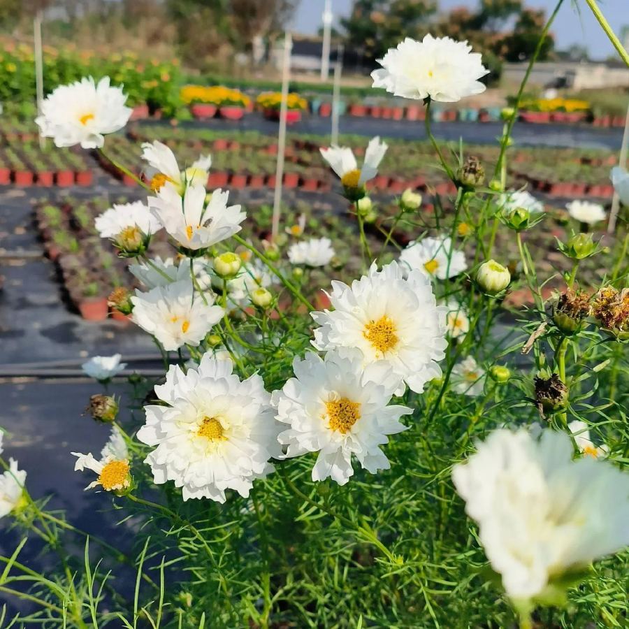 🌸Semillas de Cosmos Doble-Flor de la Felicidad