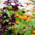 Semillas de flores ornamentales de salvia espléndida de color púrpura oscuro