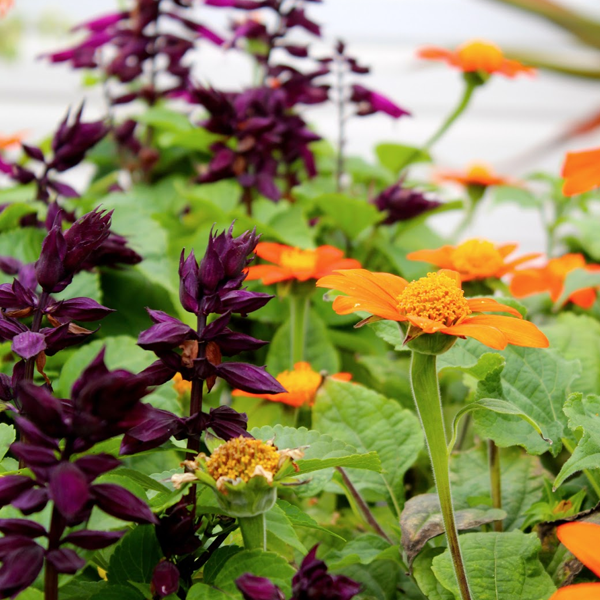 Semillas de flores ornamentales de salvia espléndida de color púrpura oscuro