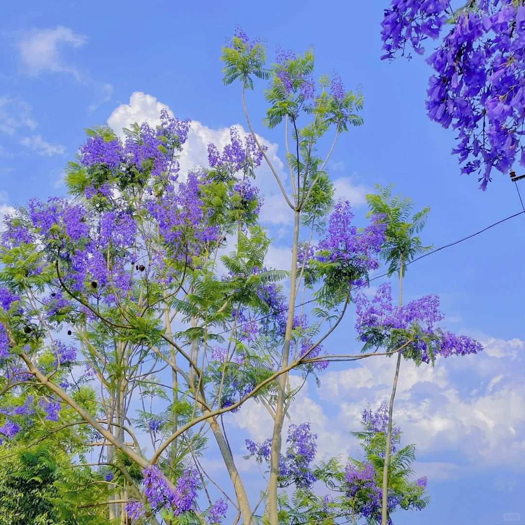Semillas de jacarandá