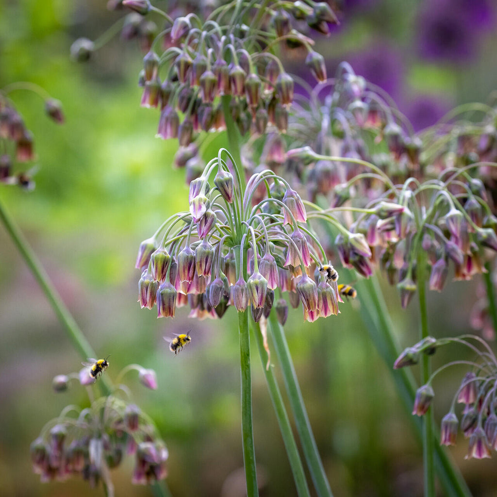 Semillas de ajo de miel siciliano (lirio abeja)