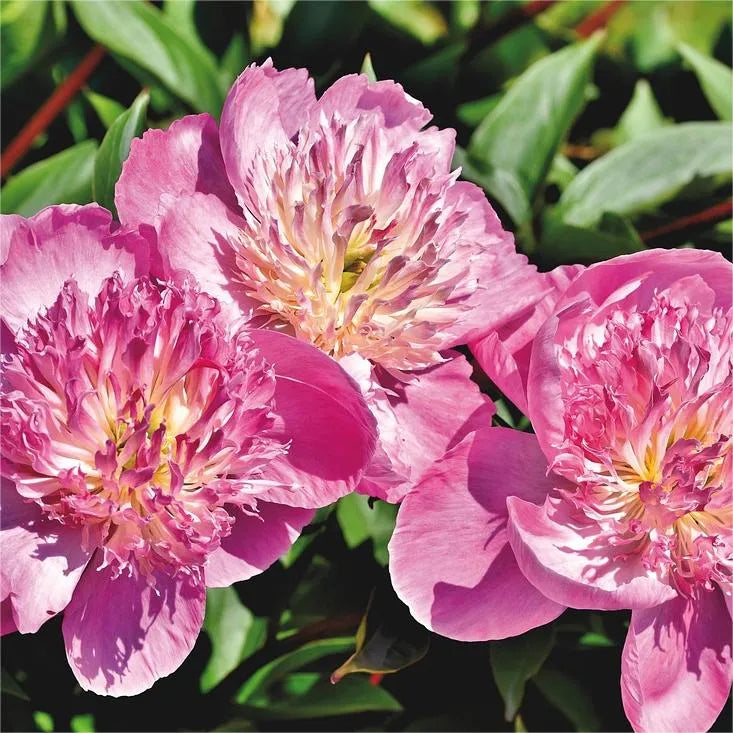 🌺Peonia - El amor te rodea