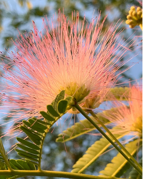 Flor de Albizia julibrissin