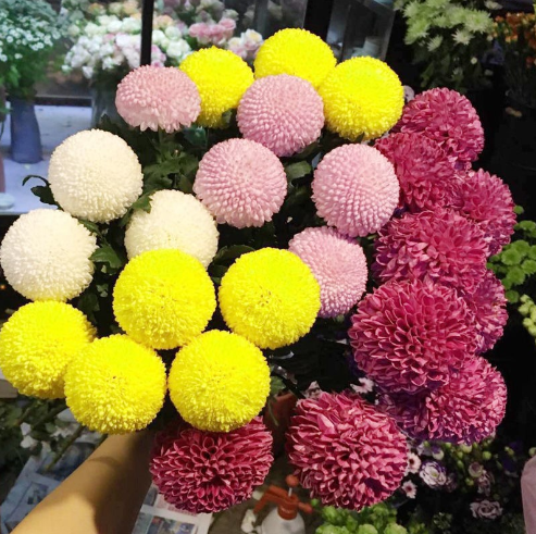 🏵️Semillas de Crisantemo Ping Pong Multicolor