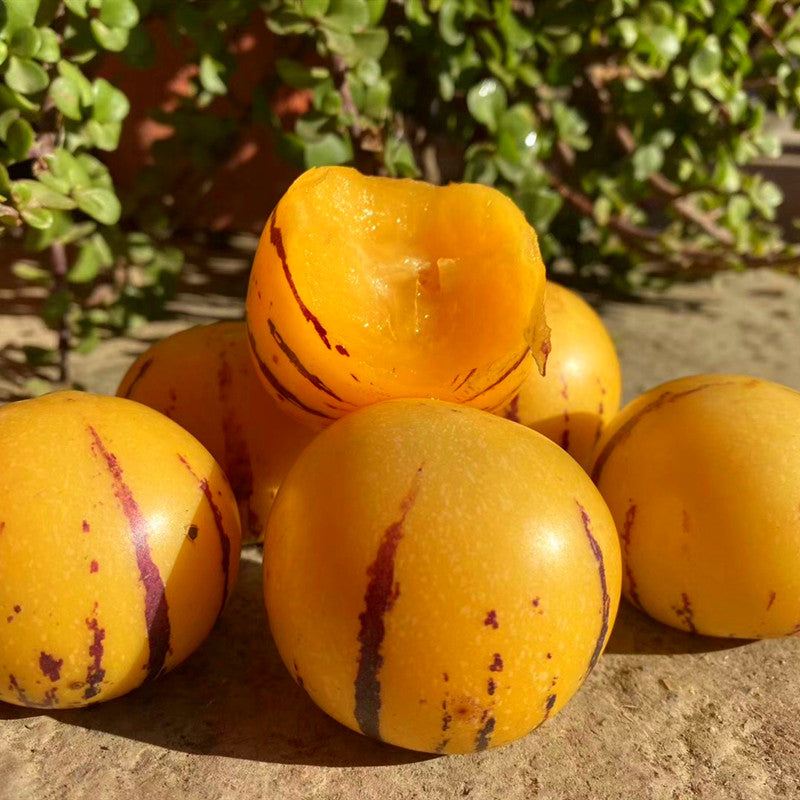 🍈Semillas de Pepino Semillas de Fruta de Ginseng
