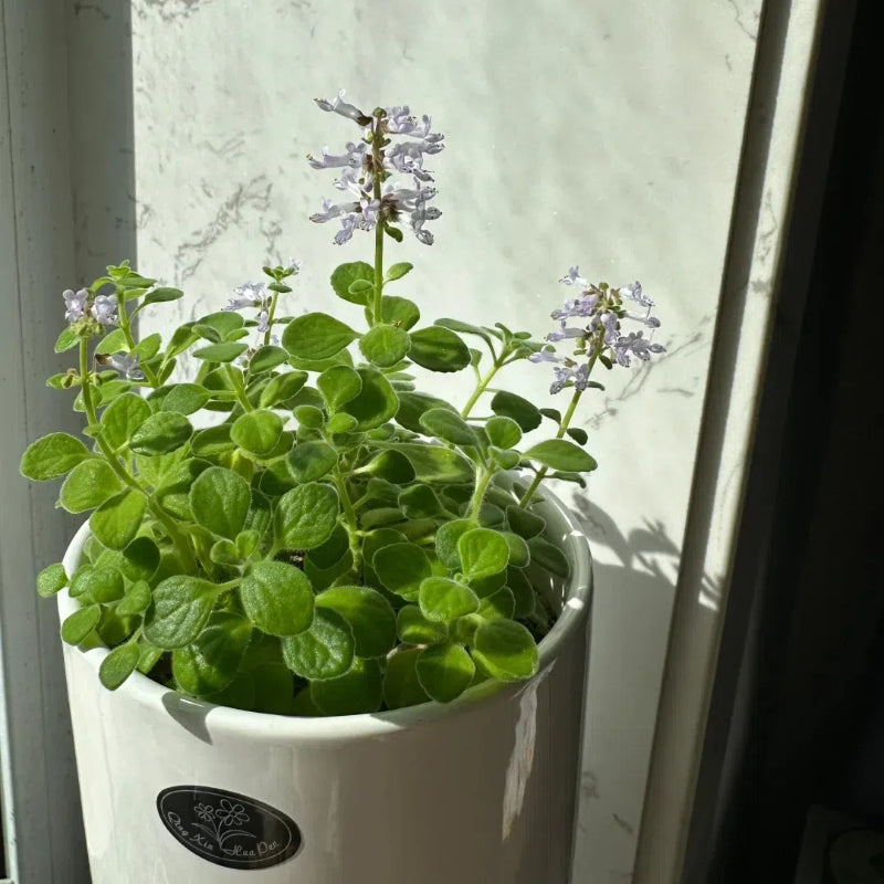 Semillas de pachulí, planta mágica que huele bien al tocarla