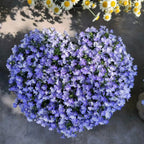 Semillas de Lobelia - Una de las mejores plantas para bordes