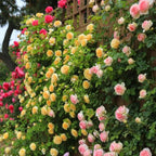 Promoción de primavera 49% DE DESCUENTO - 🌱Semillas de rosal trepador