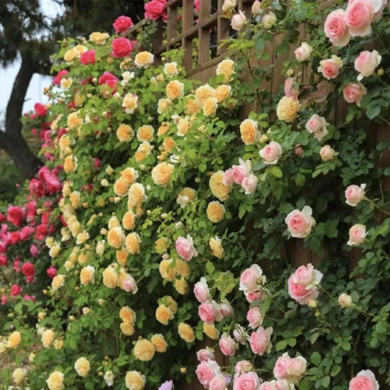 Promoción de primavera 49% DE DESCUENTO - 🌱Semillas de rosal trepador