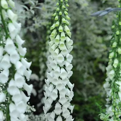 Semillas de Digitalis Purpurea