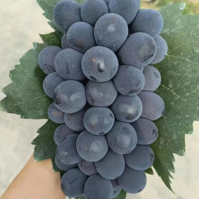 Semillas de uva Kyoho
