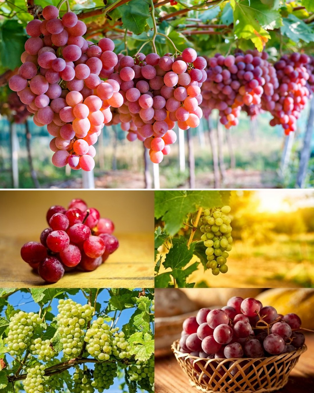 🍇Semillas de Vid en Maceta