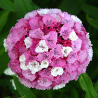 Enano WEE Willie SWEET WILLIAM Mezcla de Colores Semillas de Flores Dianthus Barbatus