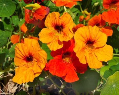 TROPAEOLUM MAJUS NANUM MEZCLA SIMPLE
