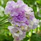 SEMILLA DE GUISANTE DE OLOR ESCARCHA DE LAVANDA