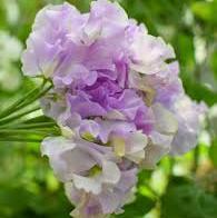 SEMILLA DE GUISANTE DE OLOR ESCARCHA DE LAVANDA