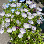 Baby Blue Eyes Seeds