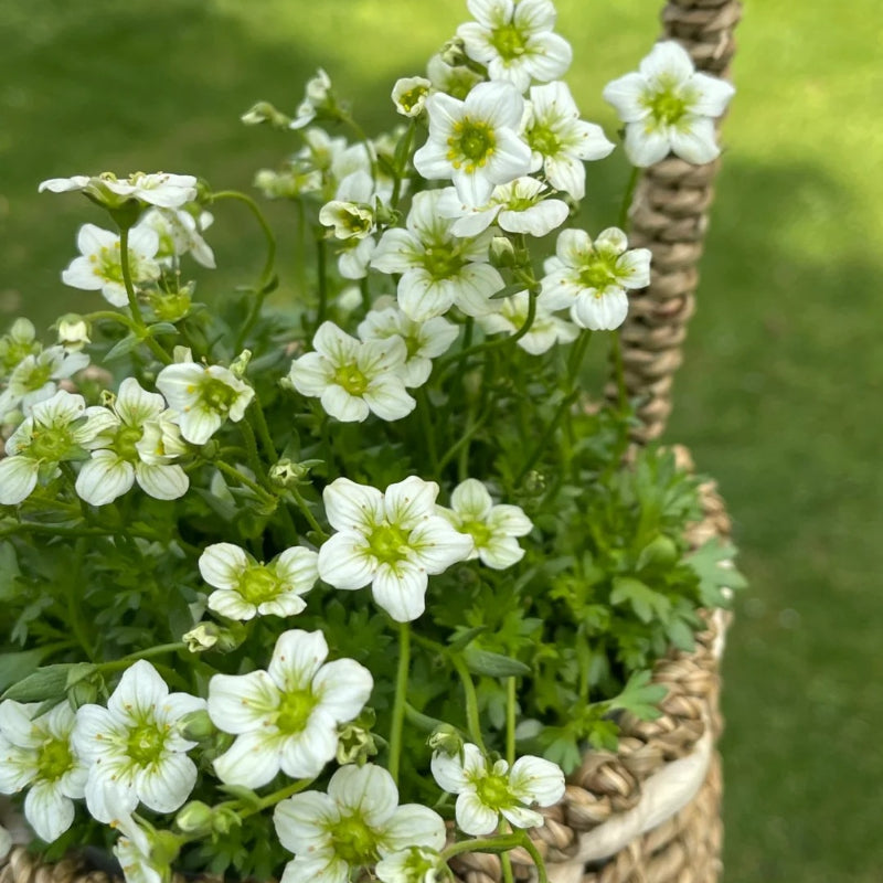 Semillas de Saxifraga Stolonifera