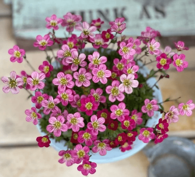 Semillas de Saxifraga Stolonifera