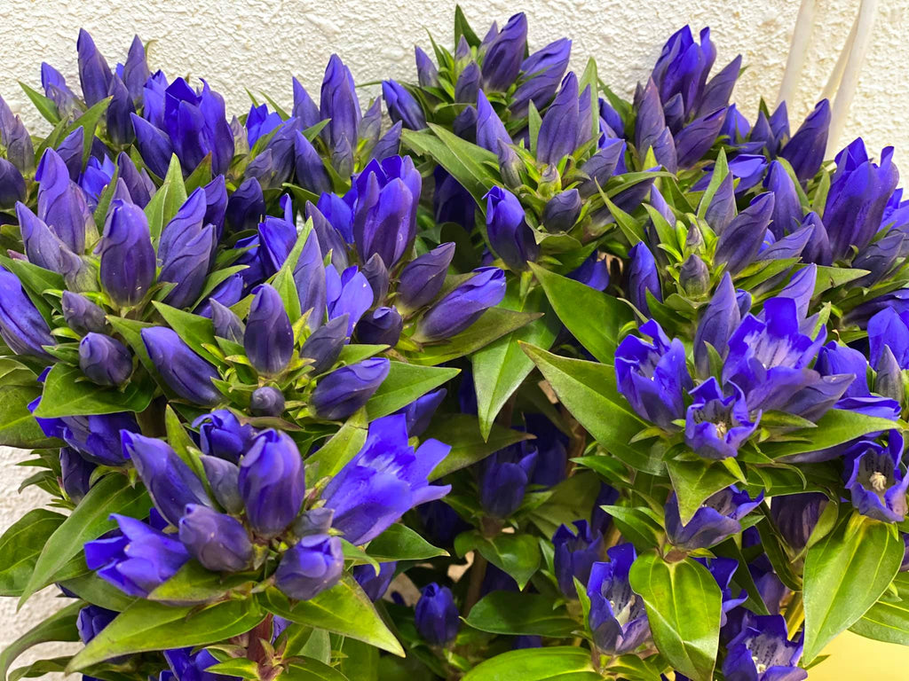 Semillas de Genciana Azul Gentiana Acaulis