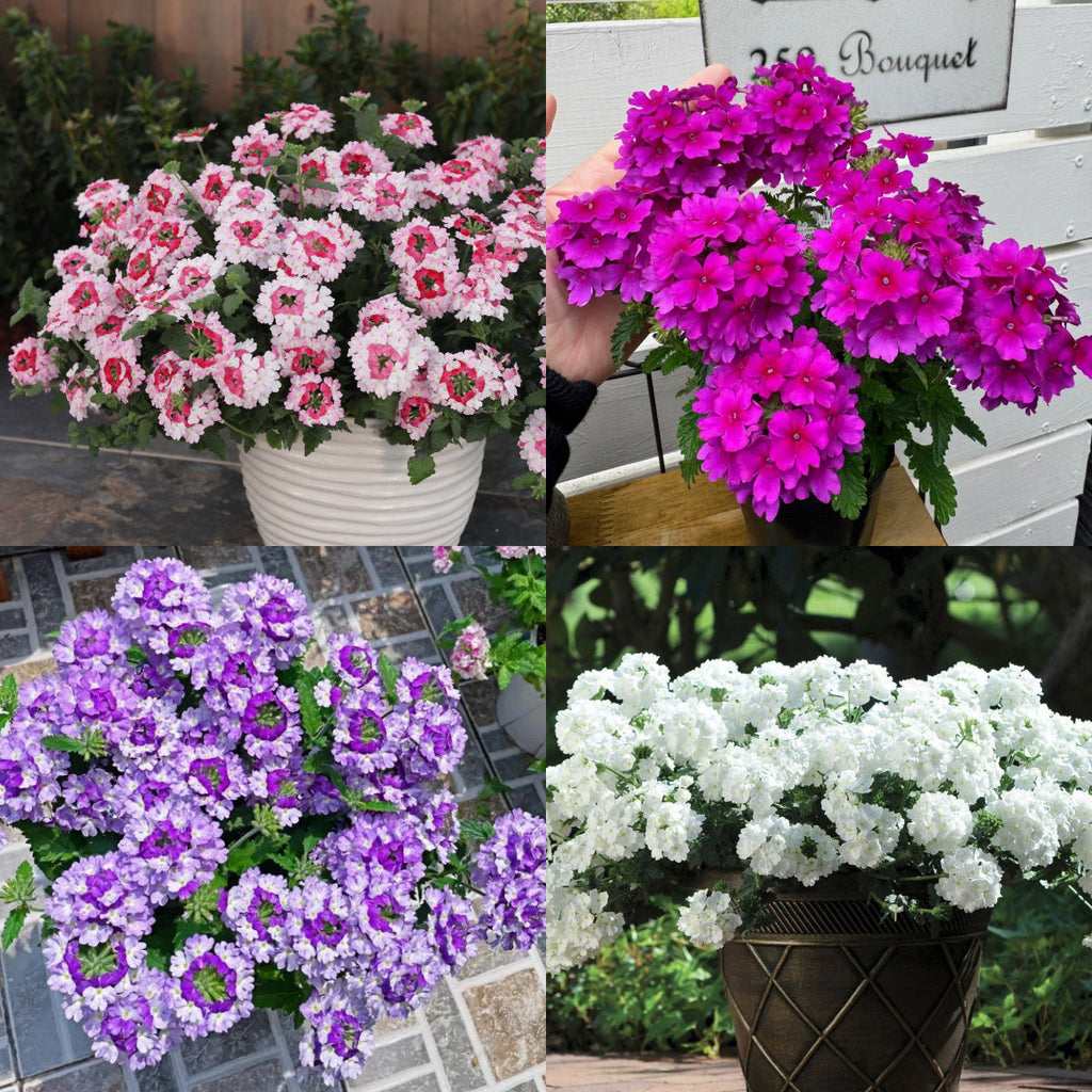 💐Semillas de Verbena de Jardín