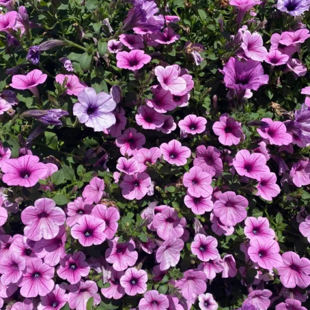 🌸Semillas de petunia