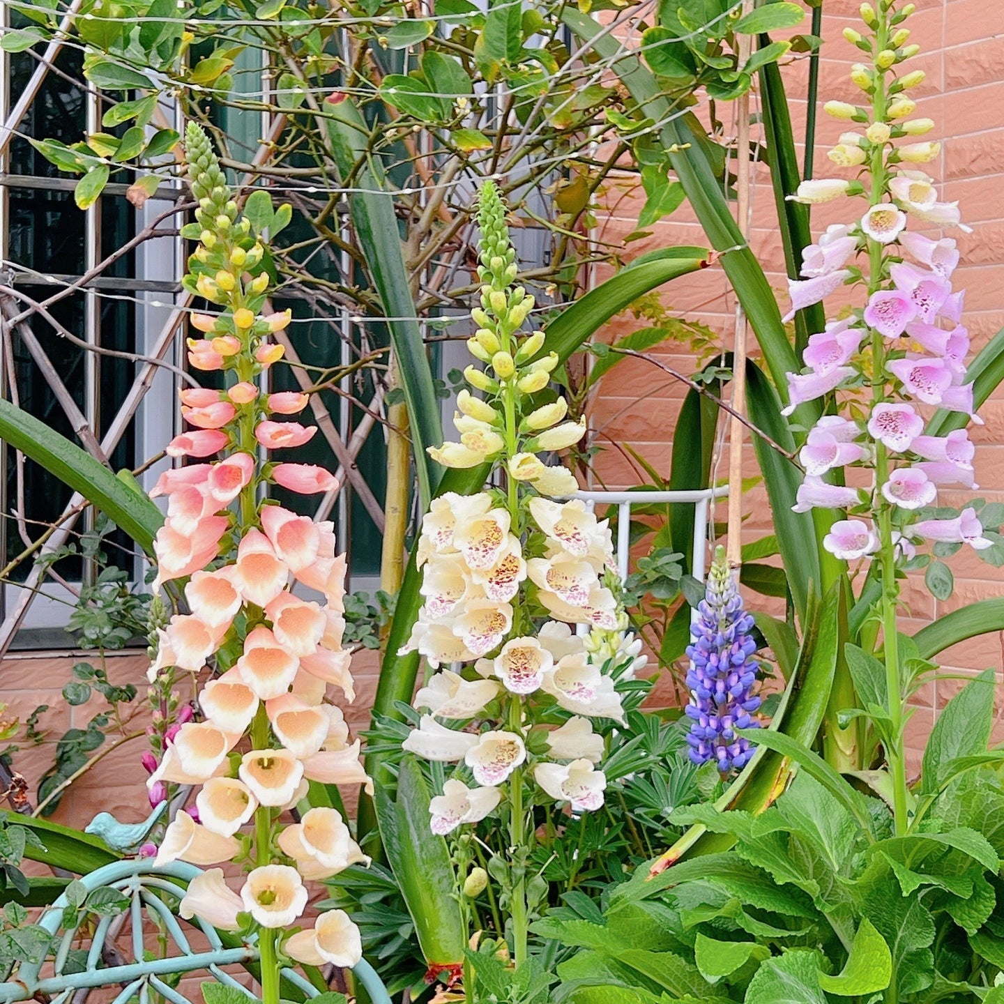 Semillas de Digitalis Purpurea