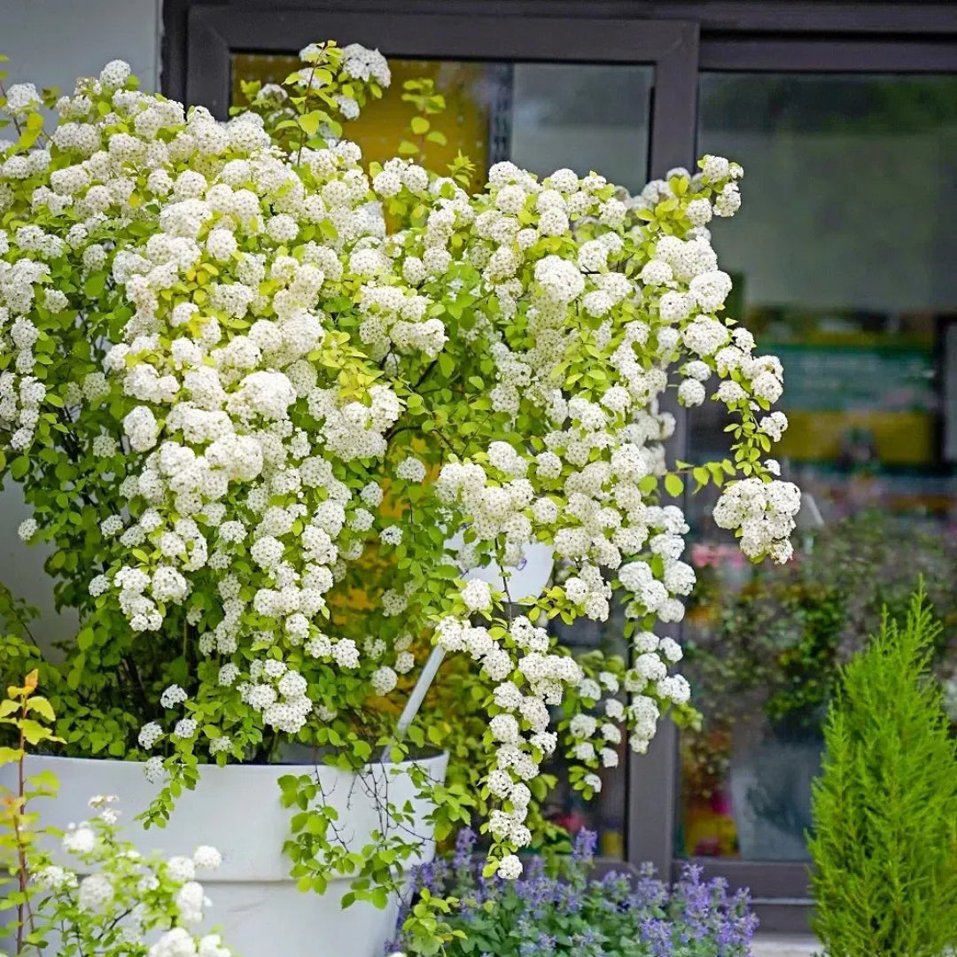 💛Spiraea Golden Fountain