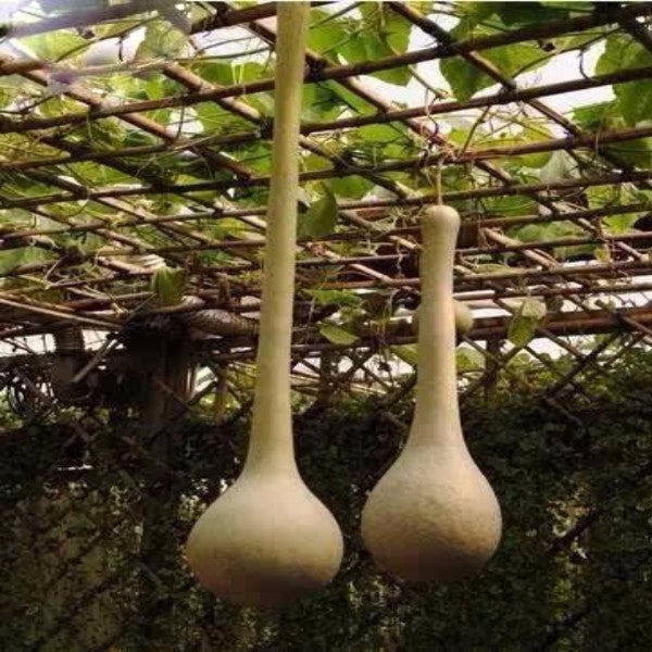 Semillas de calabaza de Lagenaria siceraria