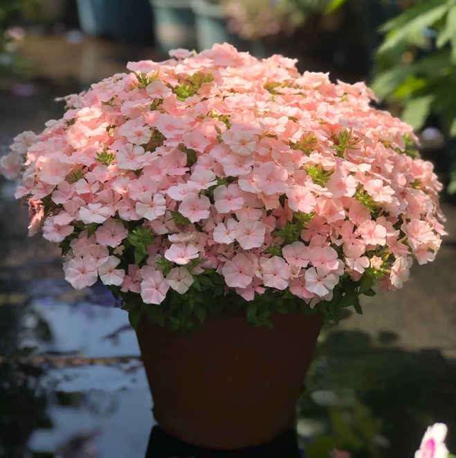 💐Semillas de Verbena de Jardín