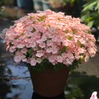 💐Semillas de Verbena de Jardín
