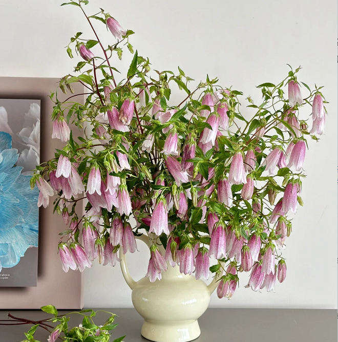 Semillas de Campanula Punteada