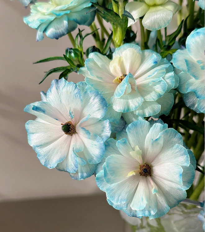 Flor de peonía con mariposa azul claro