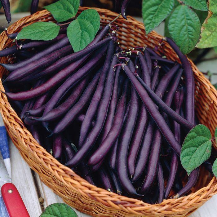 Bean Amethyst