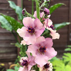 Verbascum Southern Charm Mezclado