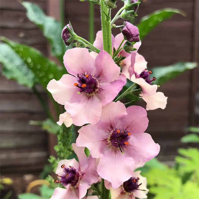 Verbascum Southern Charm Mezclado