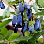 Egrow 50 unidades, 100 unidades/paquete de semillas de fruta Lonicera Caerulea para jardín, plantas de miel y arándanos