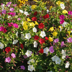 Marvel of Peru Four O' Clock Seeds | Garden Flower Broken Color Changing Transform Pink Rainbow Plant Leaf Seed 2022 Season Fast Shipping