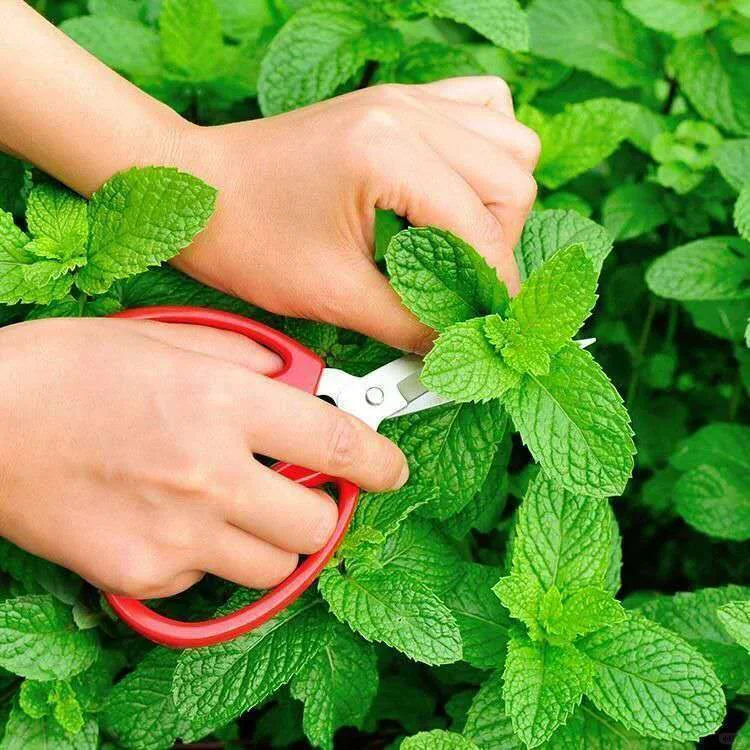 Semillas de Menta en Maceta