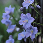 Semillas de Tradescantia: el Símbolo de Respeto