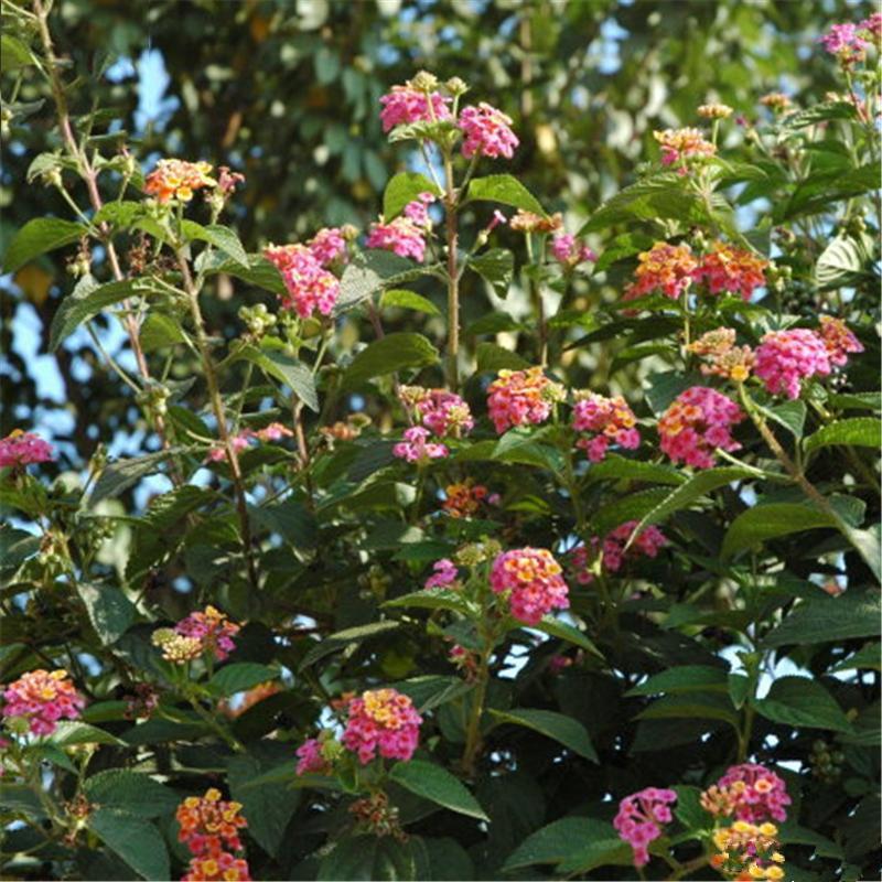 Egrow 30 unidades/paquete de semillas de lantana, semillas de flores de árbol Lantana Camara, semillas para jardín en casa