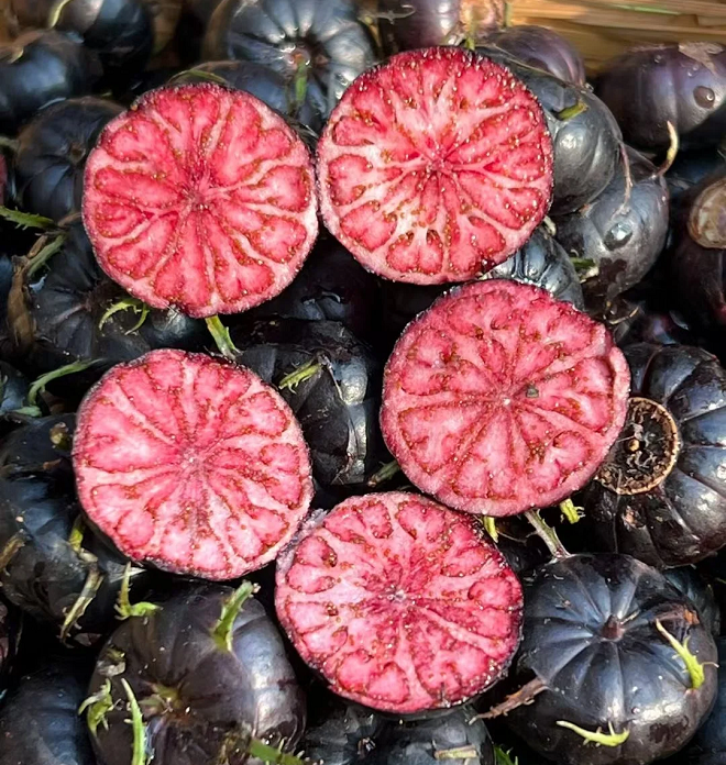 Semillas de ginseng de frutas rojas-Fruta araña