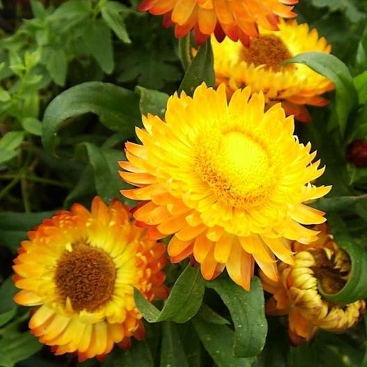 SEMILLAS DE FLOR DE PAPELETA - AMARILLO DORADO