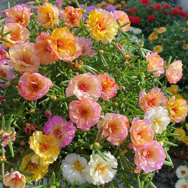 💙 Semillas de flores de portulaca multicolor