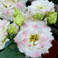 Eustoma-Rizos de Helado-Elegancia Graciosa en Cada Pétalo