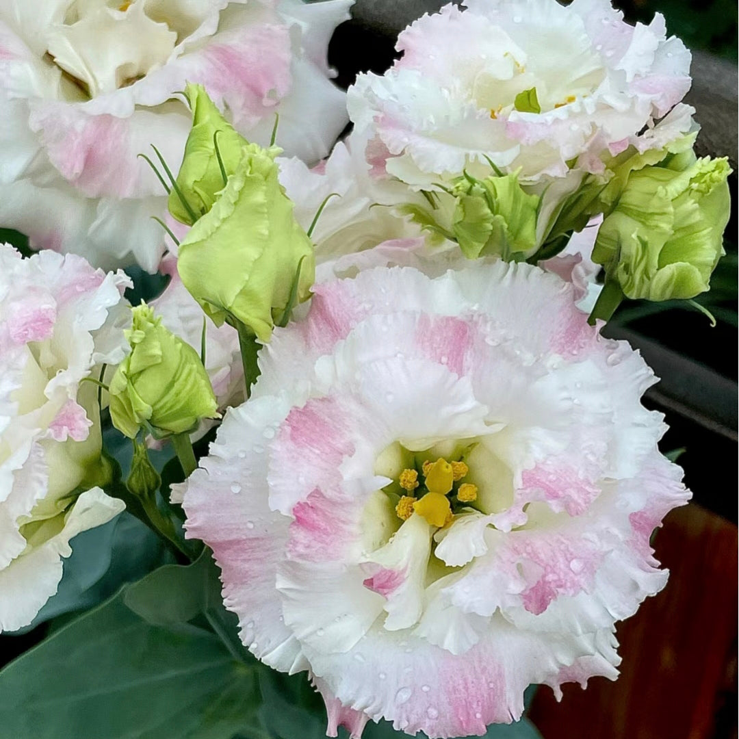 Eustoma-Rizos de Helado-Elegancia Graciosa en Cada Pétalo