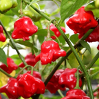 Semillas de pimiento "Corona de Obispo" (Capsicum baccatum)